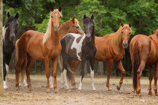 Turning Horses Out Together For The First Time