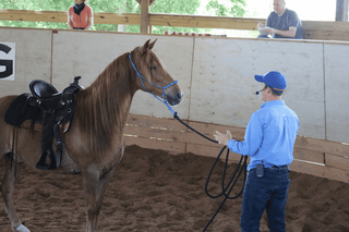 Rollbacks on Long Lines: A Vital Horse Training Technique