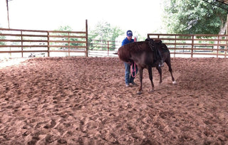 Advanced 1st Grade: Mastering Square Dancing with Your Horse