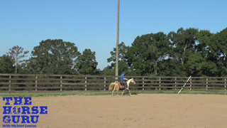 Gaiting A Young Colt For The First Time