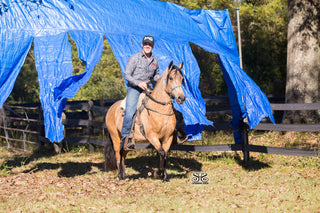 Mastering Horsemanship: Learning the Basics of Horse Handling and Respect