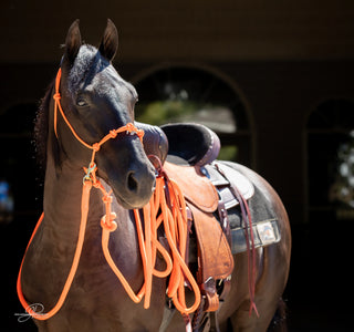 Fitting A Halter To My Horse