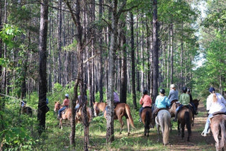 Riding in a Group: How to Prepare Your Horse for the Trail