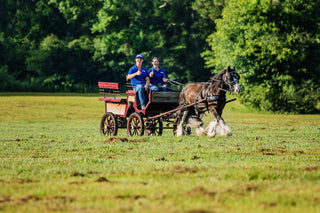 Michael Gascon with an intern from the Horse Help internship program riding a horse carriage, showcasing hands-on learning and unique experiences in the program.